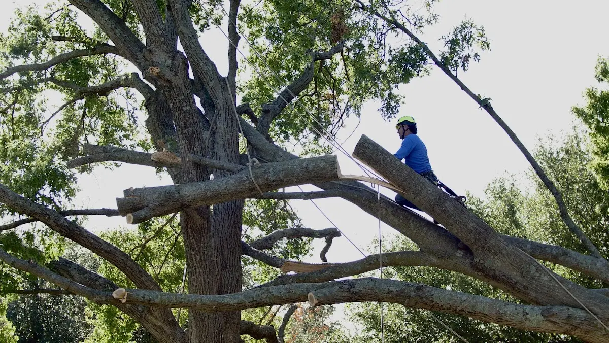 Professional Crown Thinning performed by certified arborists in Birmingham